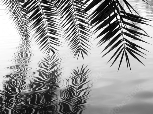 silhouette palm leaf of silver date palm ( Phoenix sylvestris ) on water with reflection in the pond black and white style