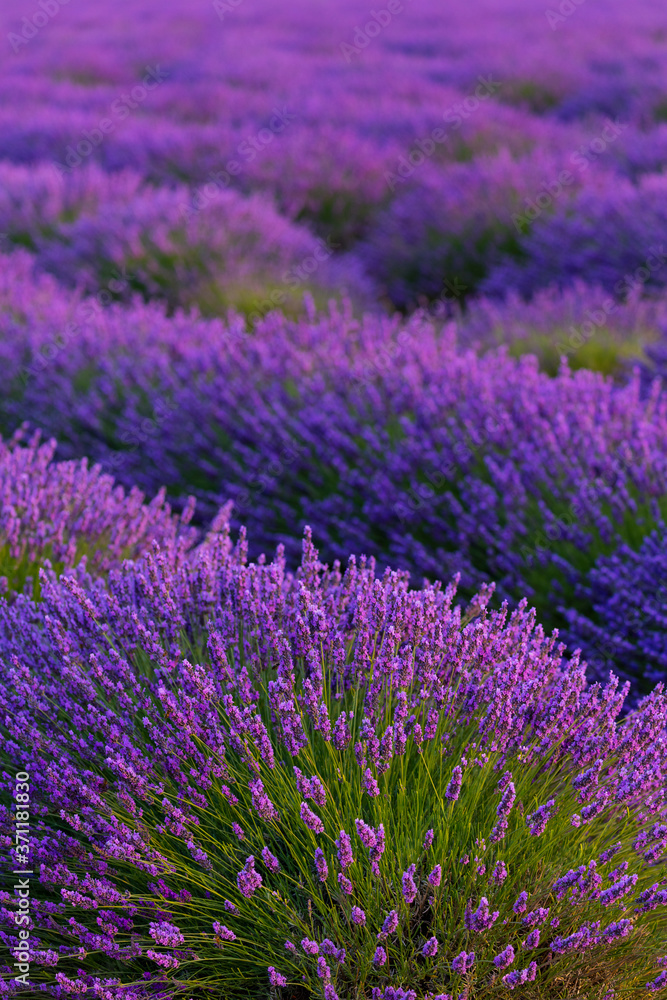 Obraz premium Lavender (lavandin) Fields, Valensole Plateau, Alpes Haute Provence, France, Europe