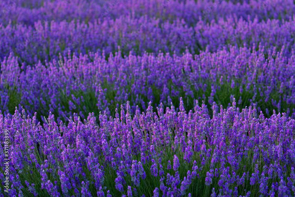 Naklejka premium Lavender (lavandin) Fields, Valensole Plateau, Alpes Haute Provence, France, Europe