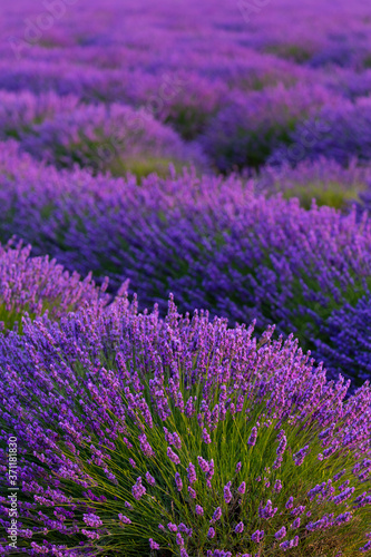 Lavender  lavandin  Fields  Valensole Plateau  Alpes Haute Provence  France  Europe