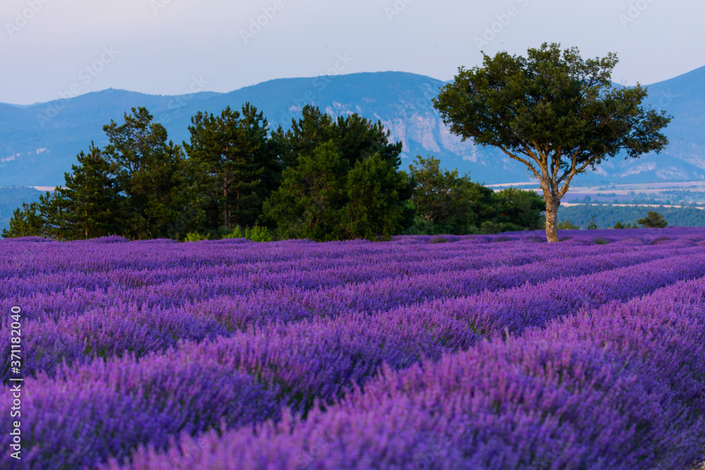 Lavender (lavandin) Fields, Valensole Plateau, Alpes Haute Provence, France, Europe Lavender (lavandin) Fields, Valensole Plateau, Alpes Haute Provence, France, Europe