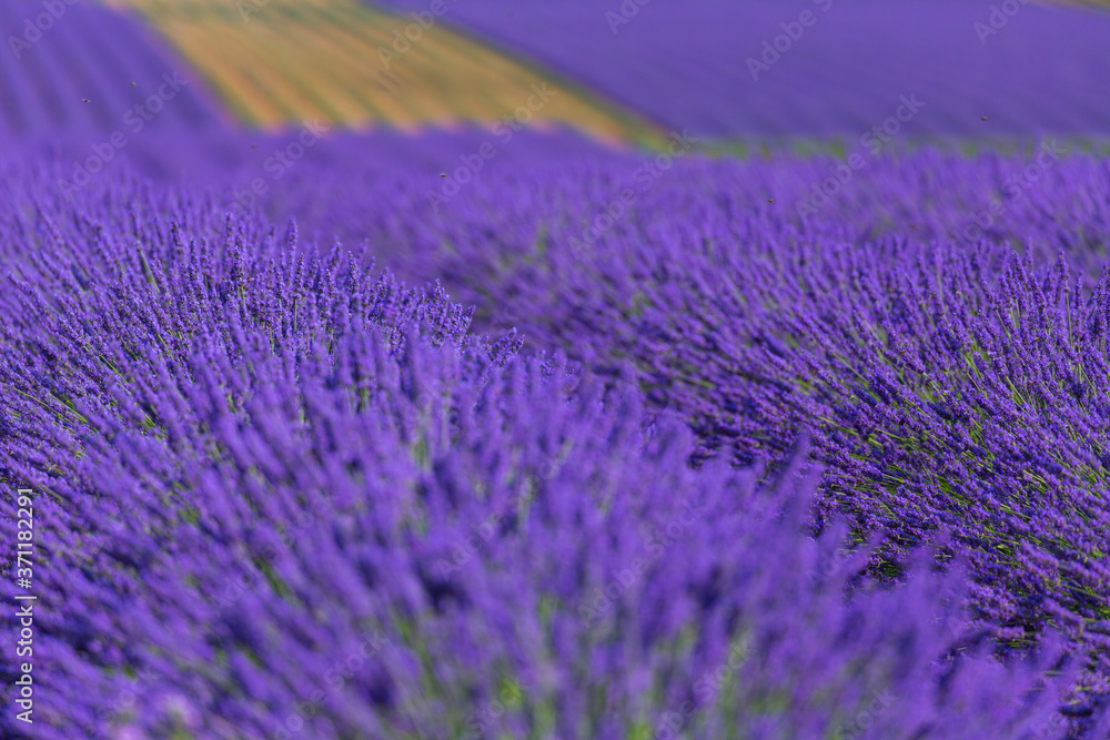Obraz premium Lavender (lavandin) Fields, Valensole Plateau, Alpes Haute Provence, France, Europe