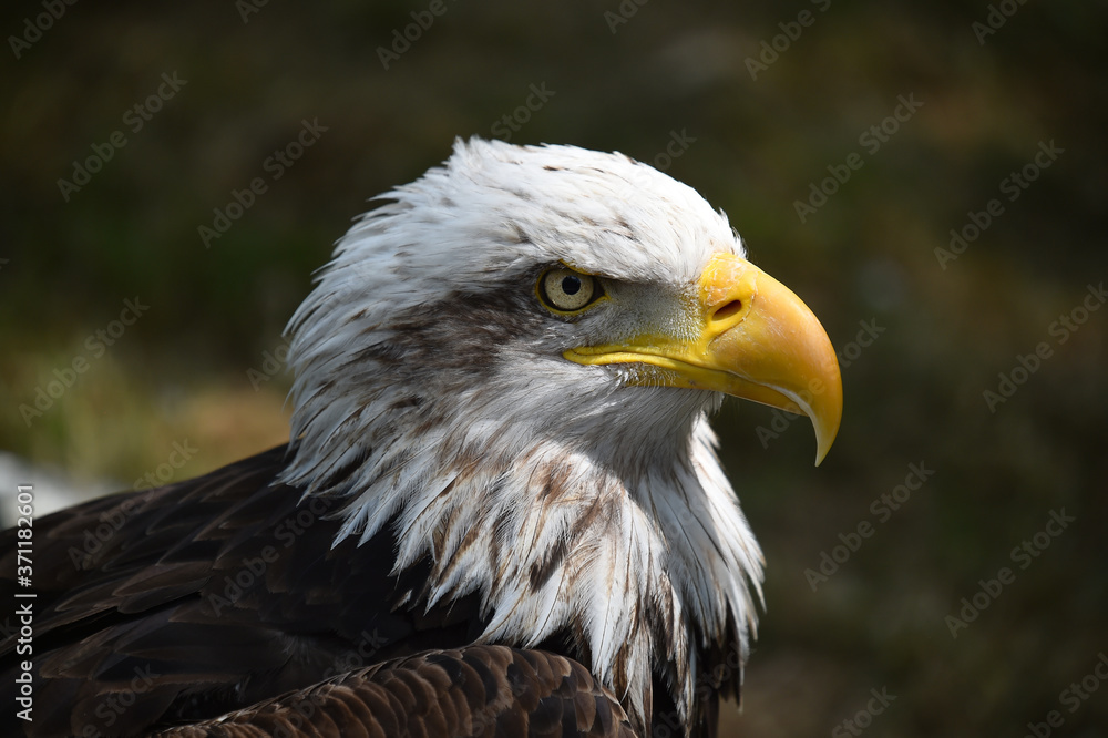 aguila calva americana