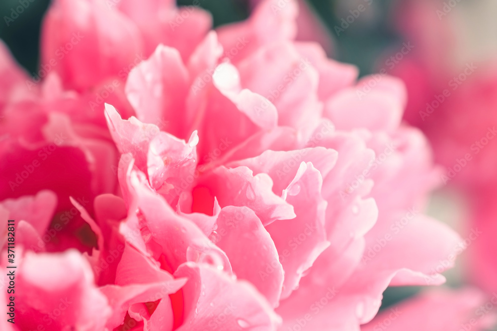 Pink peony with water drops. Close-up. Beautiful pink flower. Floral background.