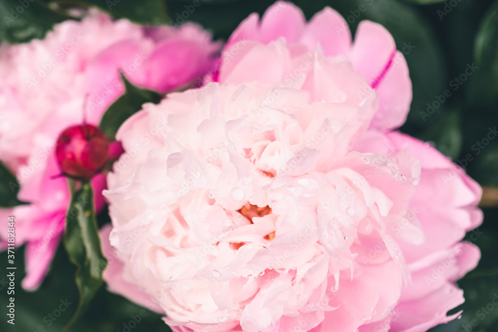 Pink peony with water drops. Close-up. Beautiful pink flower. Floral background.