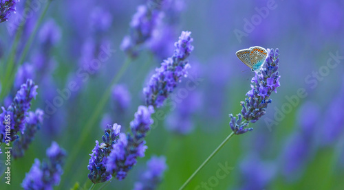 Bee. Lavender  lavandin  Fields  Valensole Plateau  Alpes Haute Provence  France  Europe