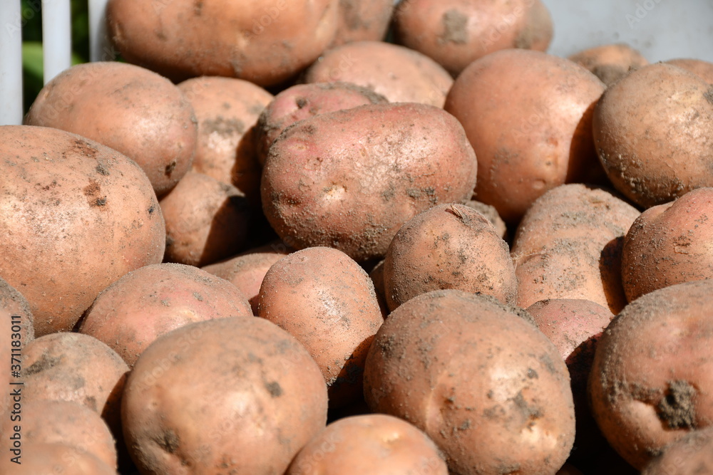 Fresh young organic potatoes in a white plastic box, earth and grains of sand on the tubers. Potatoes of different sizes. Fresh young organic potatoes in a white plastic box, earth and grains of sand on the tubers. Potatoes of different sizes.