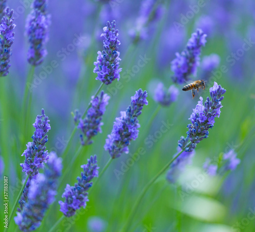 Fototapeta Naklejka Na Ścianę i Meble -  Bee. Lavender (lavandin) Fields, Valensole Plateau, Alpes Haute Provence, France, Europe