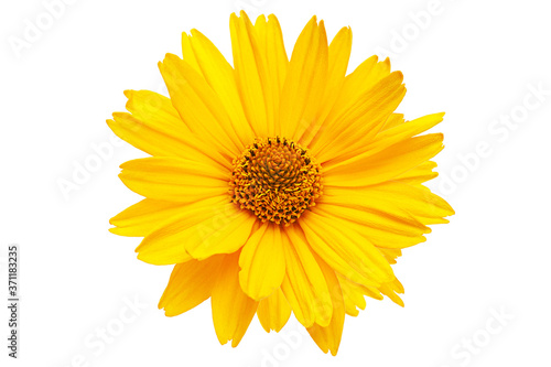 Yellow daisy blossom