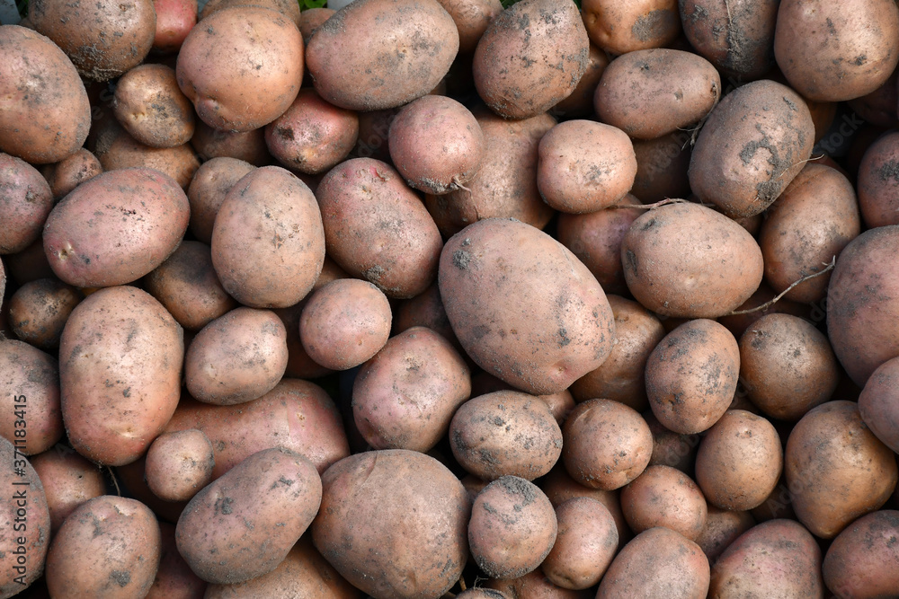 Fresh young organic potatoes just dug out of the ground, so the earth and grains of sand on the tubers. Potatoes of different sizes. Fresh young organic potatoes just dug out of the ground, so the earth and grains of sand on the tubers. Potatoes of different sizes.