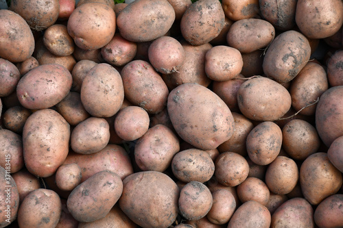 Fresh young organic potatoes just dug out of the ground  so the earth and grains of sand on the tubers. Potatoes of different sizes.