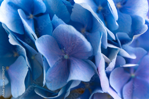 Fototapeta Naklejka Na Ścianę i Meble -  Blue Hydrangea background. Hortensia flowers surface. Close up photo.