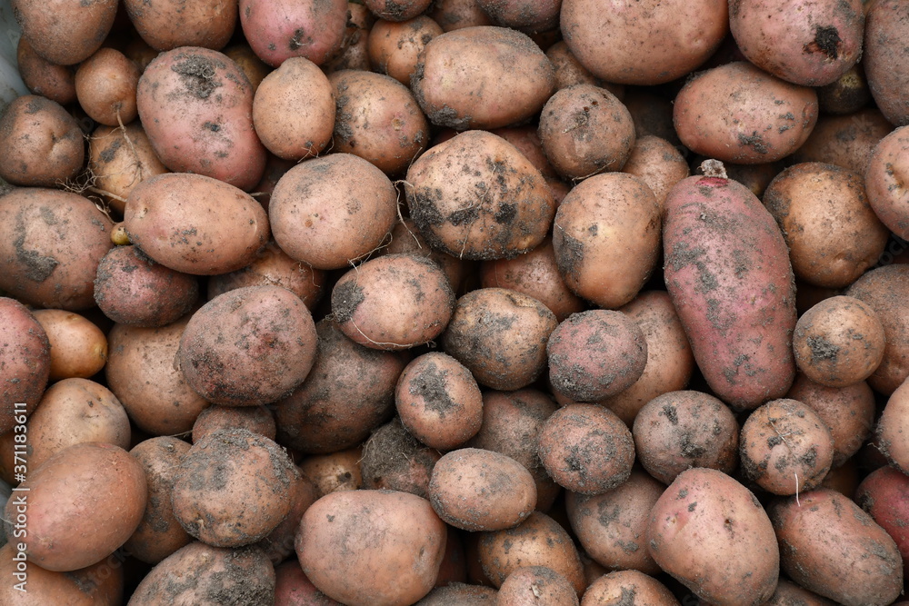 Fresh young organic potatoes just dug out of the ground, so the earth and grains of sand on the tubers. Potatoes of different sizes. Fresh young organic potatoes just dug out of the ground, so the earth and grains of sand on the tubers. Potatoes of different sizes.