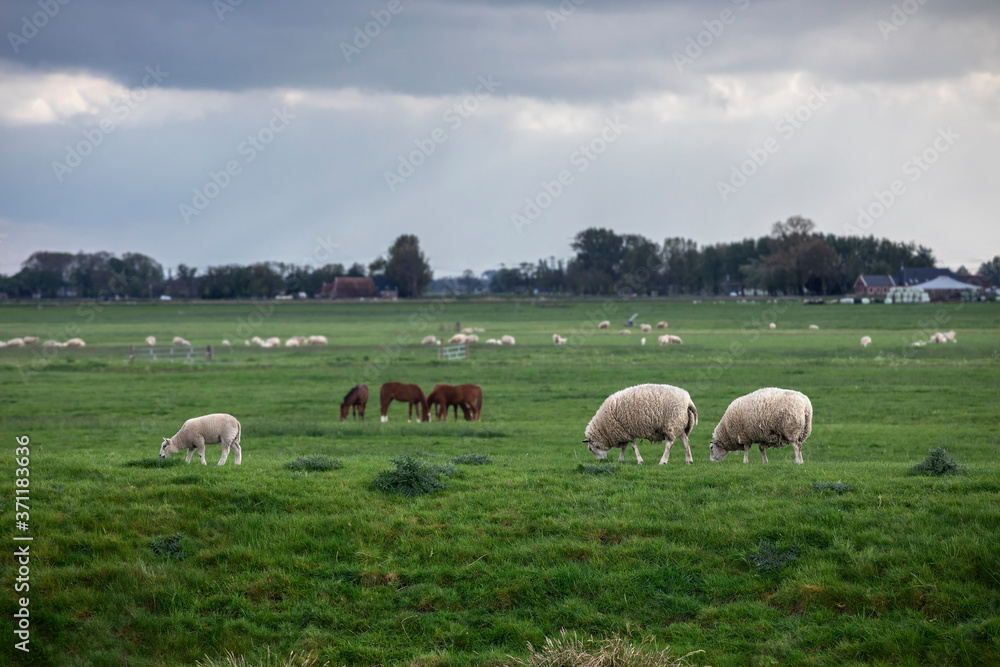 sheep grazing on summer pasture