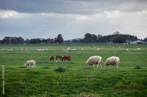 sheep grazing on summer pasture