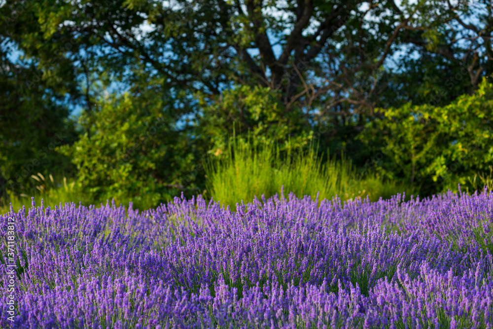 Lavender (lavandin) Fields, Valensole Plateau, Alpes Haute Provence, France, Europe Lavender (lavandin) Fields, Valensole Plateau, Alpes Haute Provence, France, Europe