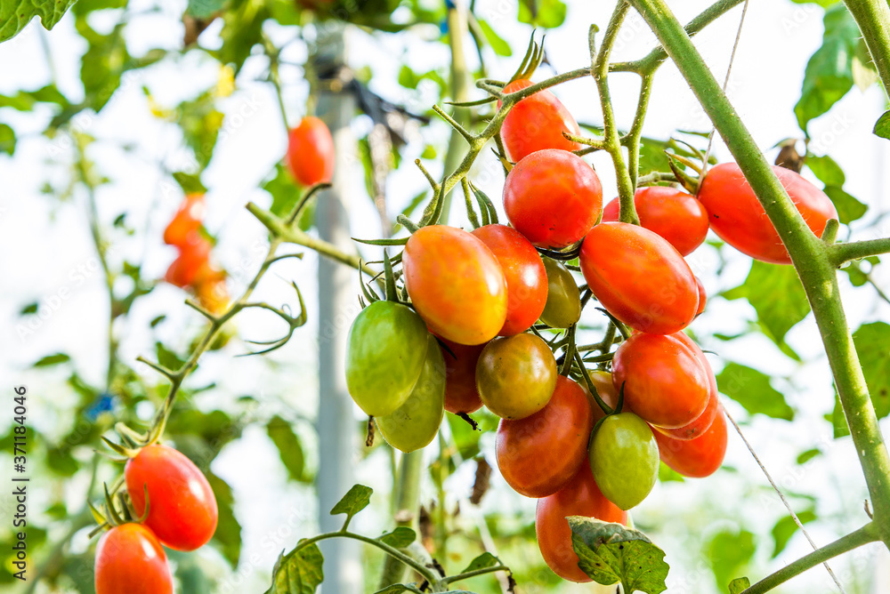 Close-up ripe cherry tomatoes are soon to be harvested on the farm in Taiwan.