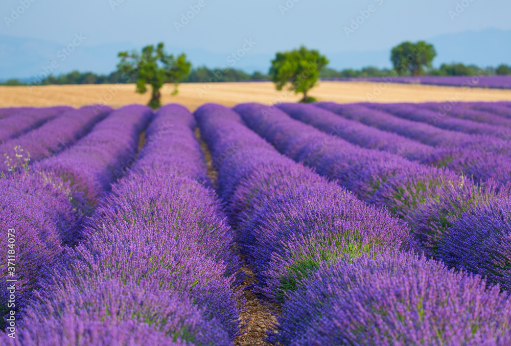 Fototapeta premium Lavender (lavandin) Fields, Valensole Plateau, Alpes Haute Provence, France, Europe