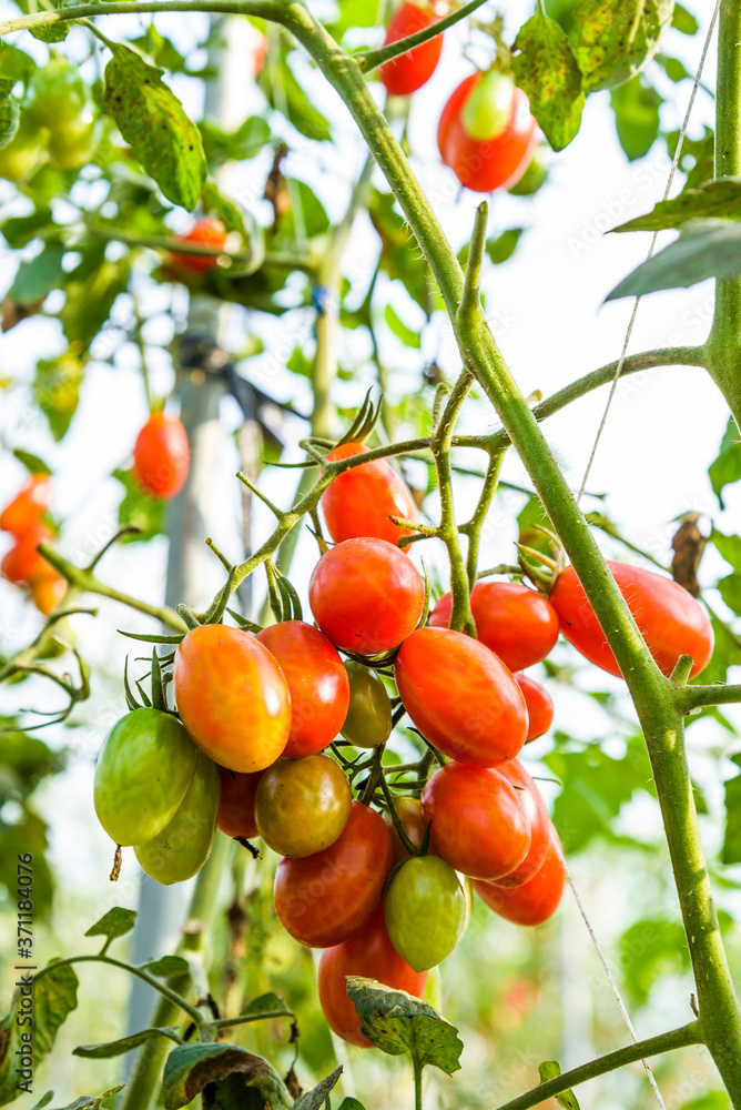 Close-up ripe cherry tomatoes are soon to be harvested on the farm in Taiwan.