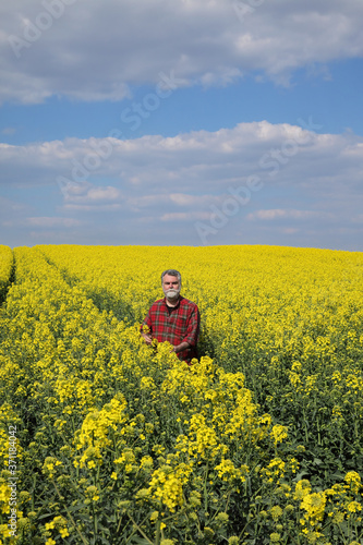 Agronomist or farmer examining blossoming canola field with sky and clouds in background  rapeseed plants in early spring