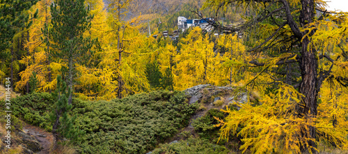 Majestic autumn alpine scenery with colorful larch forest 