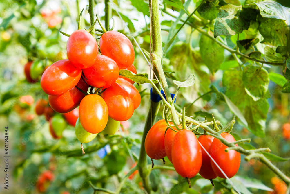 Branch of fresh cherry tomatoes hanging on trees in the organic farm.