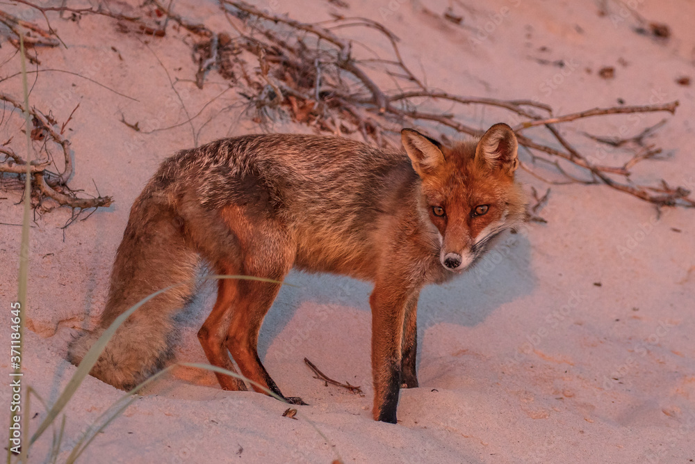 Fototapeta premium Rotfuchs am meer
