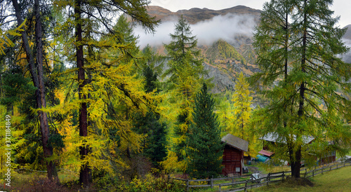 Majestic autumn alpine scenery with colorful larch forest, © nikitos77