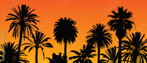Beautiful vector landscape with palm tree silhouettes on orange background during sunset.