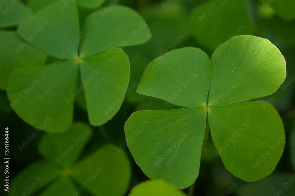 green clover leaf green clover leaf