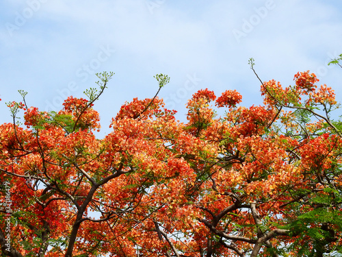 red Pride of Barbados ( Caesalpinia pulcherrima (L.) Sw. ) flower with blue sky