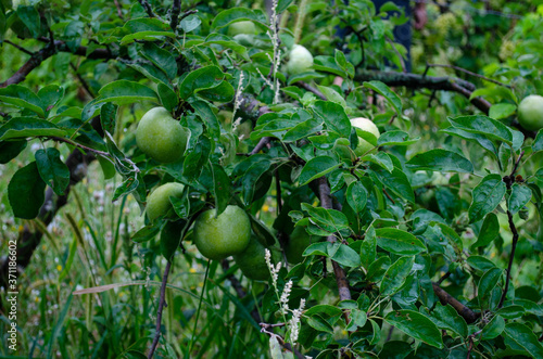 green apple on tree