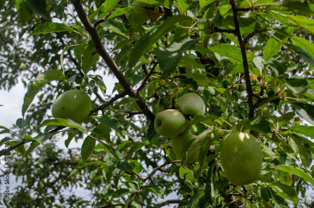 green apples on tree green apples on tree