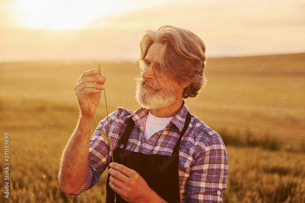 Taking a walk. Senior stylish man with grey hair and beard on the agricultural field with harvest Taking a walk. Senior stylish man with grey hair and beard on the agricultural field with harvest