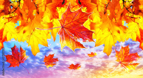 Maple leaves on background of dramatic sunset sky in autumn