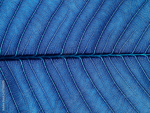 close up view of blue leaves texture ( plumeria leaves ) photo