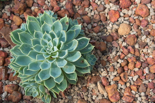 Miniature succulent plants