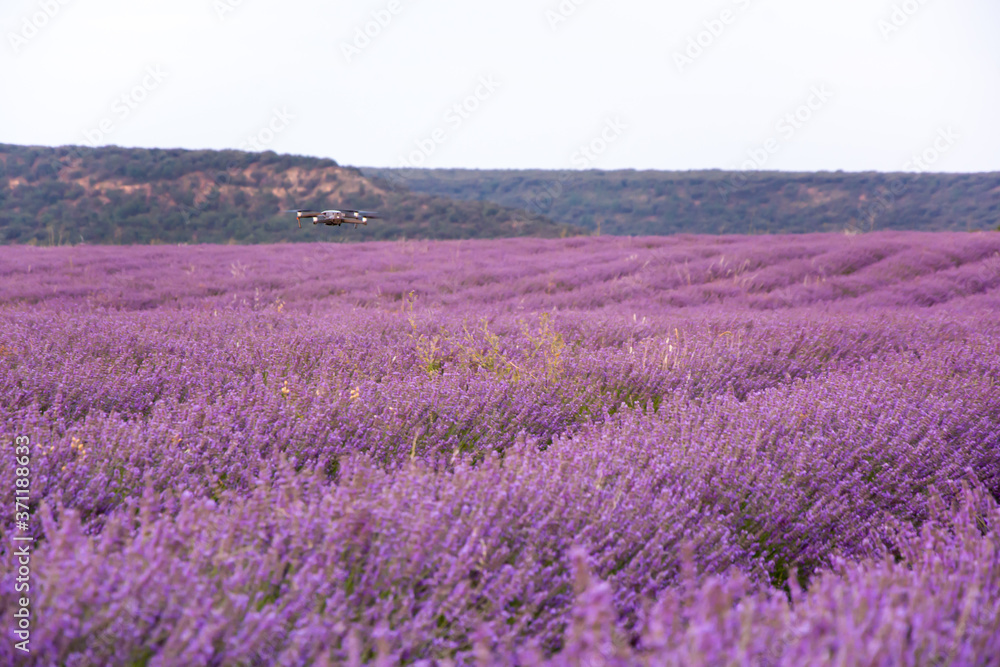 Drone in lavender flower field