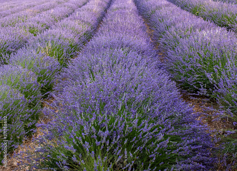 Obraz premium Field harvest of basket lavender