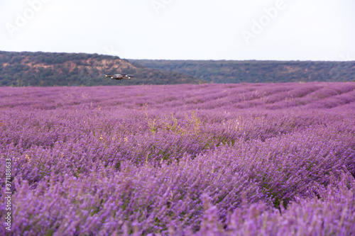 Drone in lavender flower field