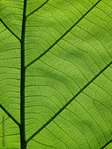 green leaves texture ( teak leaves )