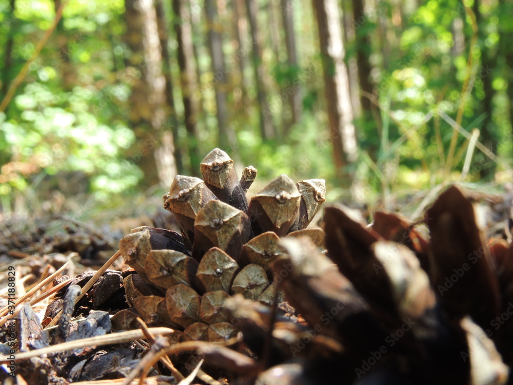 pine cones in the forest pine cones in the forest