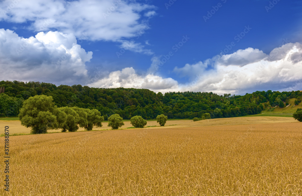 Weizenfeld mit Wald im Hintergrund und einem schönen Sommerhimmel