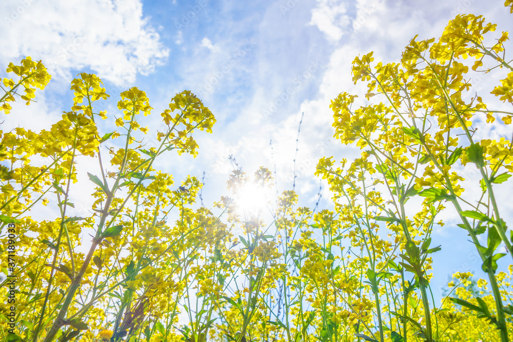 Rapeseed flowers shot from the ground. Summer sky is on background, sun is in center Rapeseed flowers shot from the ground. Summer sky is on background, sun is in center