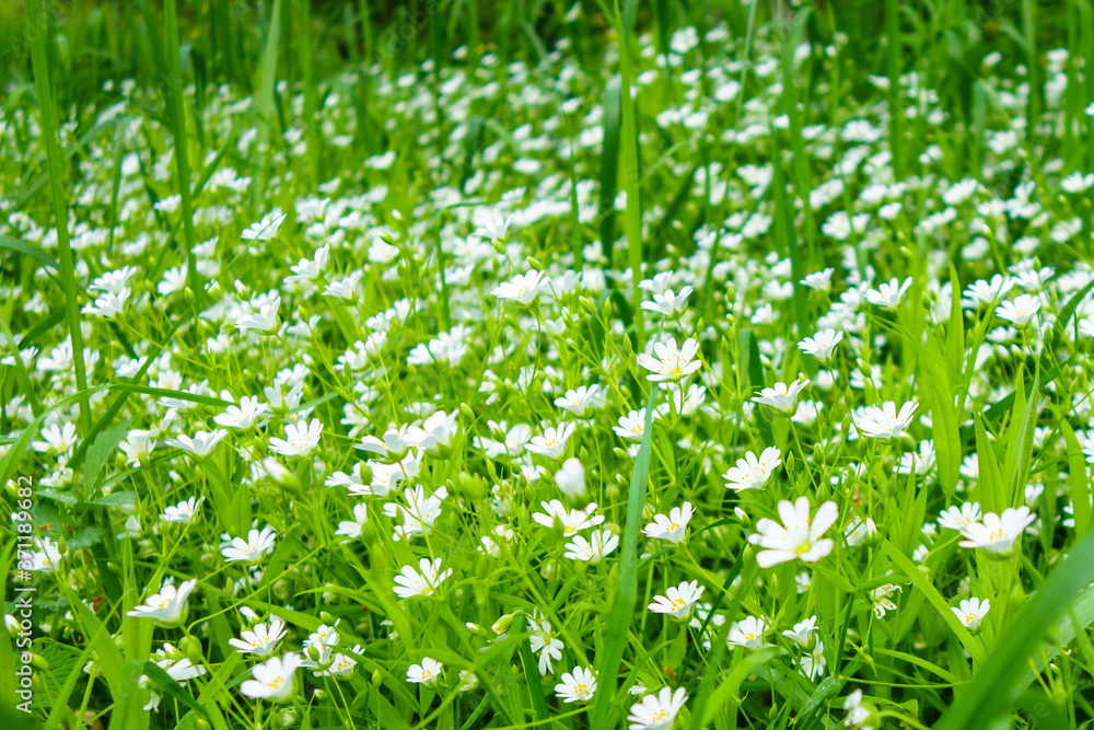 Fototapeta premium Close view onto starwort or chickweed flowers in its blossom time. Field is brightly lighted by sunlight