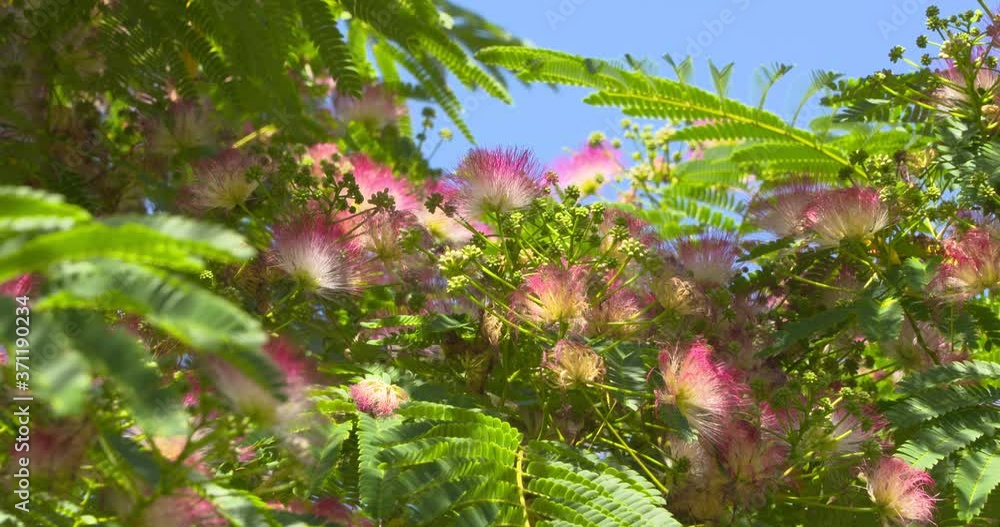 Foliage and flowers of the Persian silk tree, albizia julibrissin. Foliage and flowers of the Persian silk tree, albizia julibrissin.