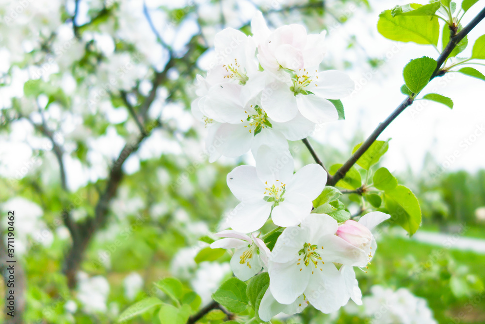 Close up view onto branch with apple tree flowers during its blossom