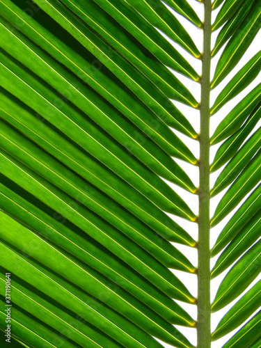 close up view green coconut leaf texture