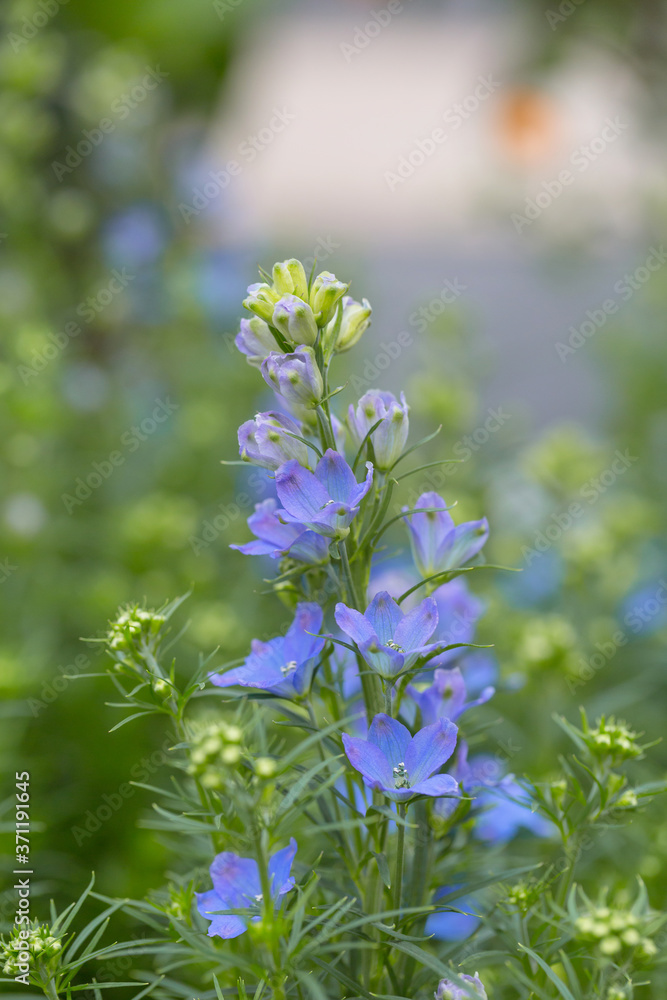 Blooming blue flowers delphinium,Consolida ajacis
Blooming blue flowers delphinium,Consolida ajacis