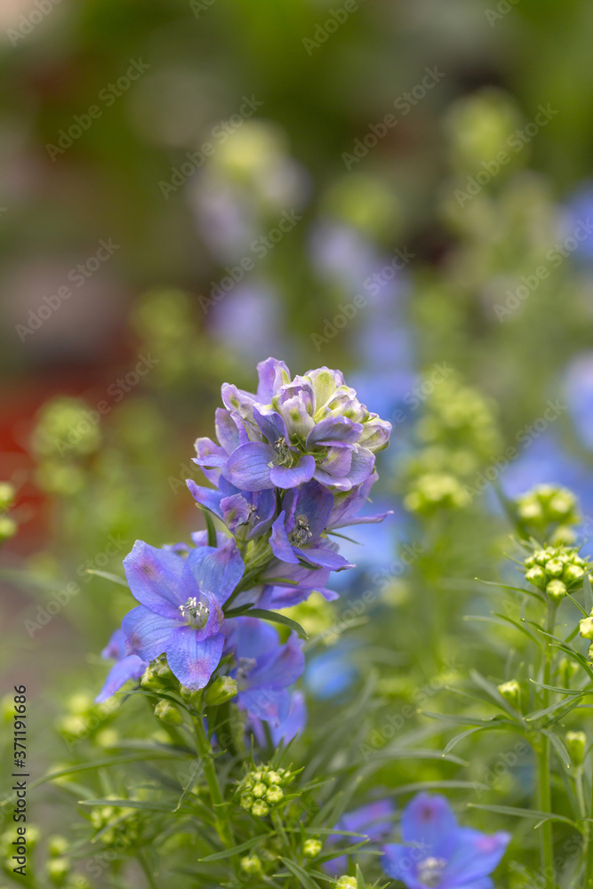 Blooming blue flowers delphinium,Consolida ajacis
Blooming blue flowers delphinium,Consolida ajacis